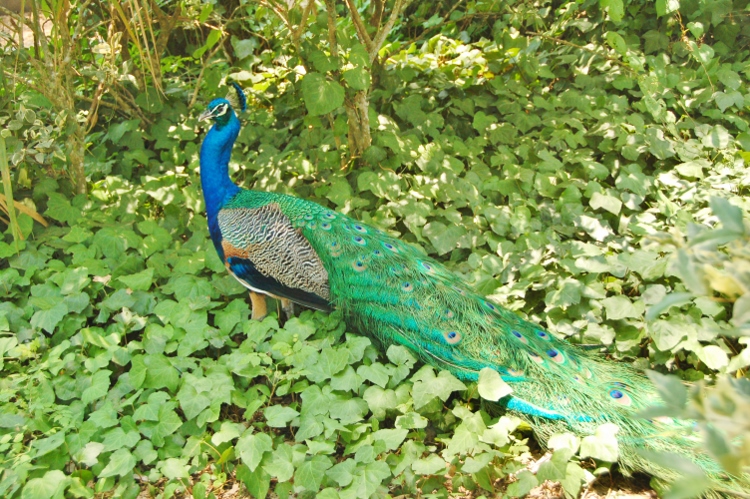 peacock